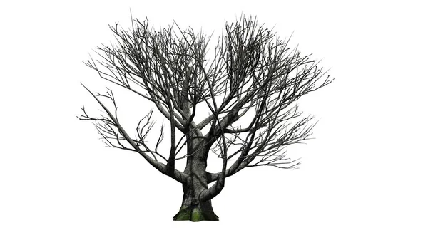白い背景の冬のオークの木 — ストック写真