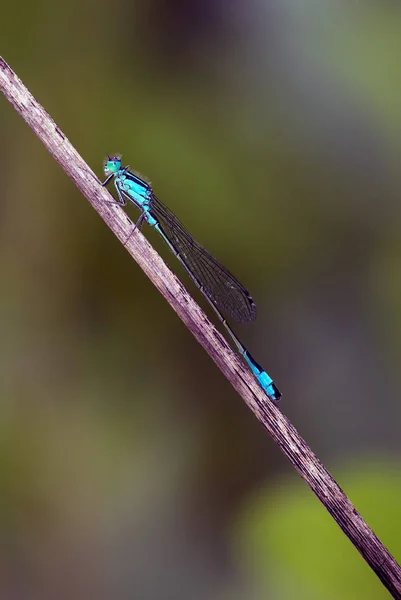 Vista Macro Primer Plano Del Insecto Libélula — Foto de Stock