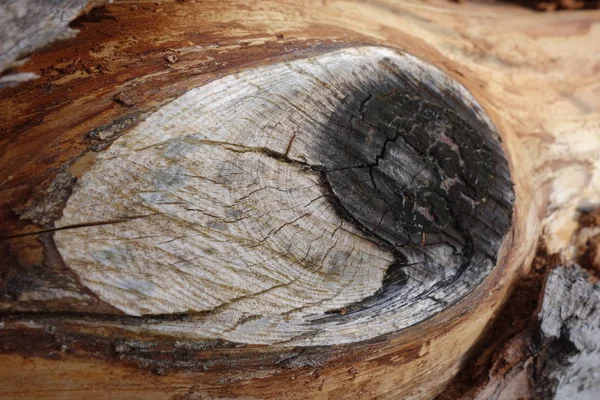 Material Trä Struktur Bakgrund — Stockfoto