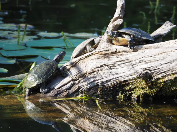 Primo Piano Degli Animali Allo Zoo — Foto Stock