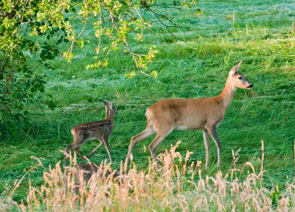 Rehe Auf Einer Wiese — Stockfoto