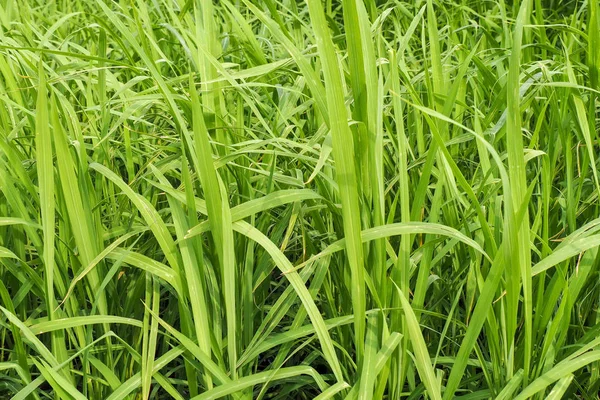 Zbliżenie Uprawy Ryżu Zielone Liście Kilku Roślin Tworzą Naturalną Fakturę — Zdjęcie stockowe