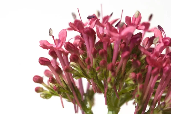 Spornblume Centranthus Ruber Spornblumen — Stock Photo, Image