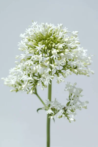 Spornblume Centranthus Ruber Alba Albus — ストック写真