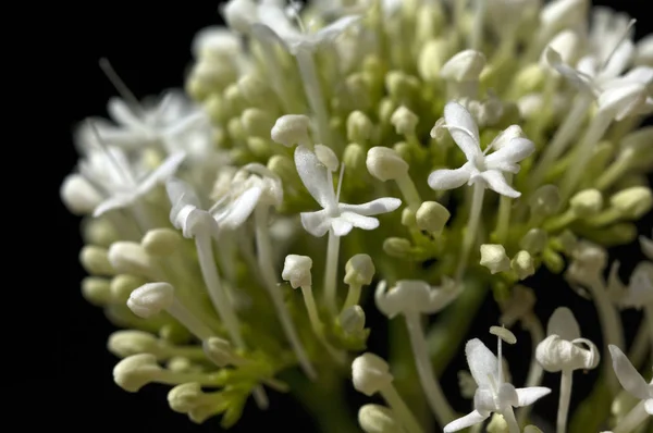 Spornblume Centranthus Ruber Alba Albus — Stockfoto