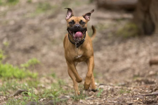 Cane Che Corre Gioca Nella Foresta — Foto Stock