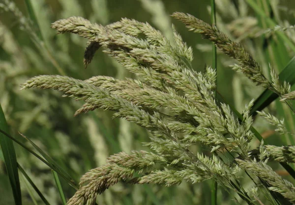 Blaugras Poa Spp Blühende Rispen Blütenähren Nahaufnahme Ein Beliebtes Rasengras — Stockfoto