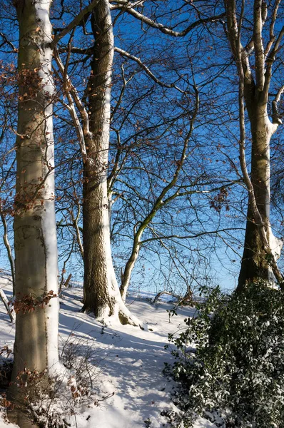Neve Presa Lado Vento Árvore — Fotografia de Stock