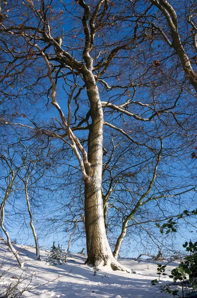 Neve Presa Lado Vento Árvore — Fotografia de Stock