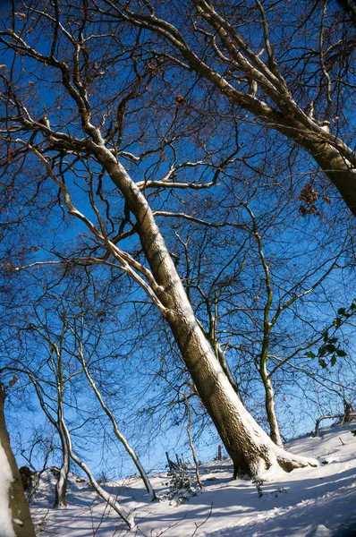 Снег Прилипший Ветровой Стороне Дерева — стоковое фото