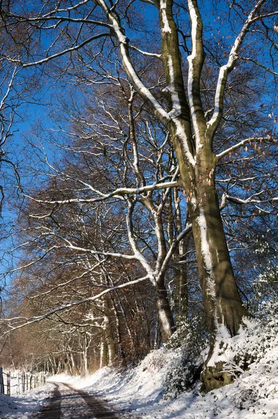 Neve Presa Lado Vento Árvore — Fotografia de Stock