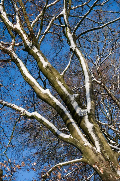 Neige Collée Côté Vent Arbre — Photo