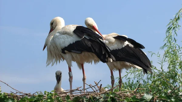 Aussichtsreicher Blick Auf Den Schönen Storchvogel Der Natur — Stockfoto