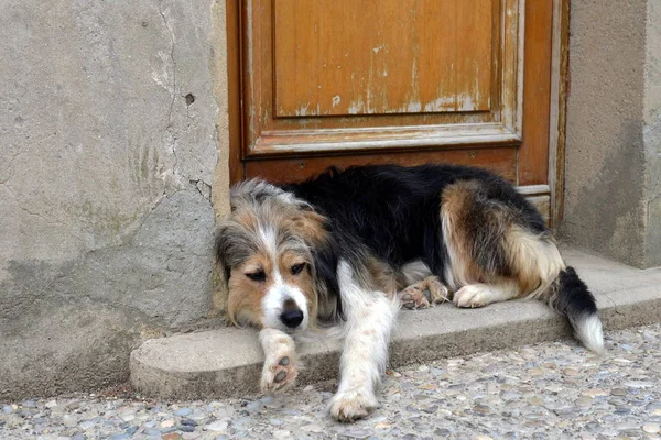 Hund Bewacht Die Haustür — Stockfoto