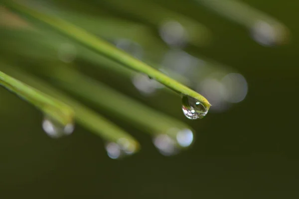 Wassertropfen Auf Lärchennadeln — Stockfoto