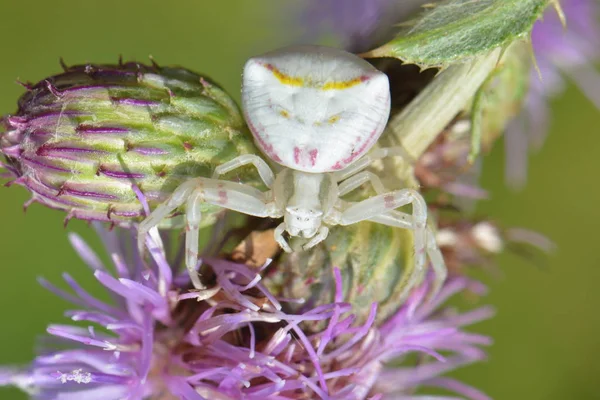 Gehörnte Krabbenspinne Auf Lila Blume — Stockfoto