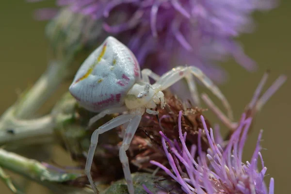 Araña Cangrejo Con Cuernos Flor Púrpura —  Fotos de Stock