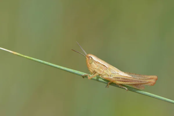 Insecto Gafanhoto Bicho Grilo — Fotografia de Stock