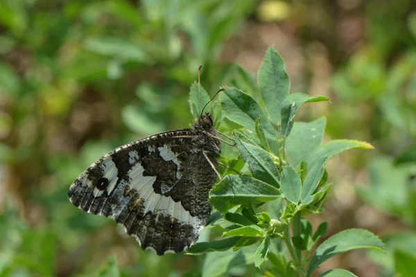 Gros Plan Bug Nature Sauvage — Photo