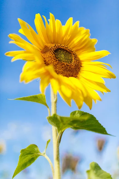 Girasoles Vista Cerca —  Fotos de Stock