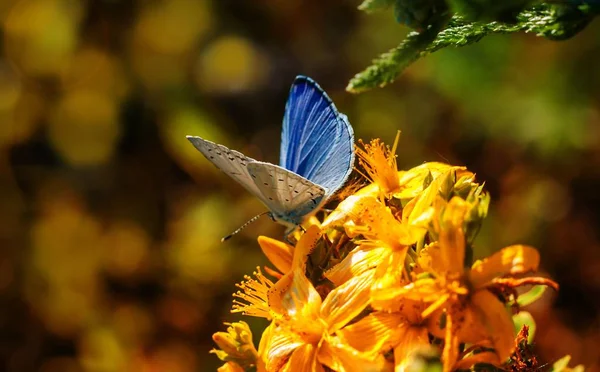 Gros Plan Papillon Dans Habitat Concept Sauvagerie — Photo