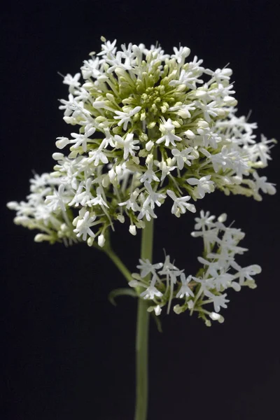 Spornblume Centranthus Ruber Alba Albus — Fotografia de Stock