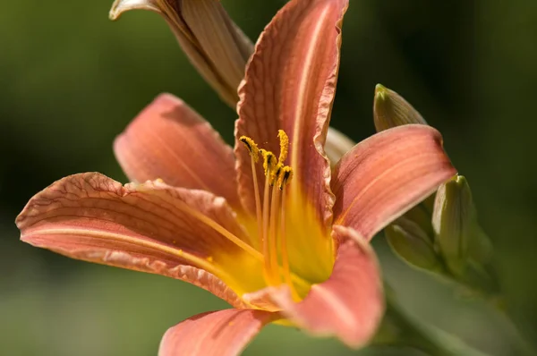 美しいユリの花の近景 — ストック写真