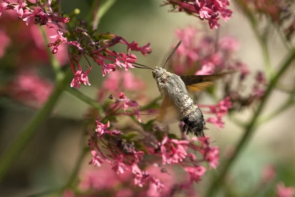 Kelebeğe Doğal Ortamında Yakın Çekim Yabanilik Konsepti — Stok fotoğraf