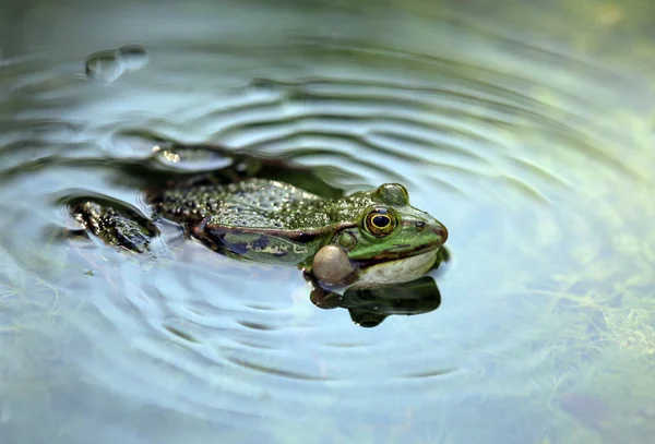 Zelená Jedlá Žába Evropská Žába Obyčejná Vodní Žába — Stock fotografie