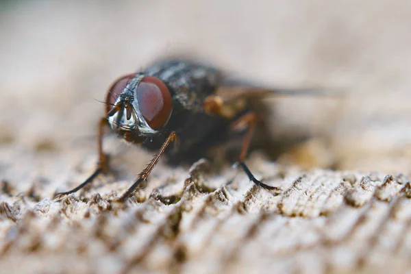 Uma Mosca Casa Natureza Mostrando Seus Olhos Compostos — Fotografia de Stock