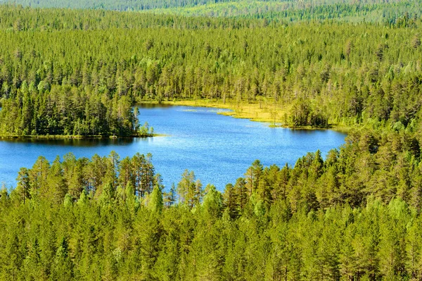 Lindo Lago Pequeno Meio Uma Floresta Abeto Nenhum Céu Lago — Fotografia de Stock