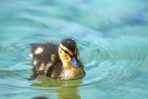 Een Pluizige Zachte Eendjes Drijvend Het Water Dit Vroege Stadium — Stockfoto