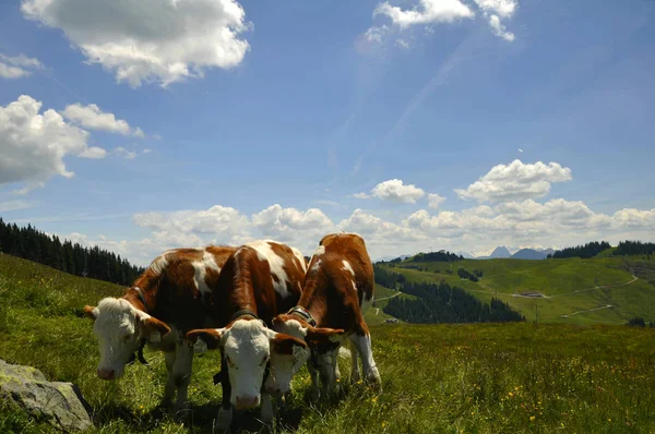 Krowy Łące Górach — Zdjęcie stockowe