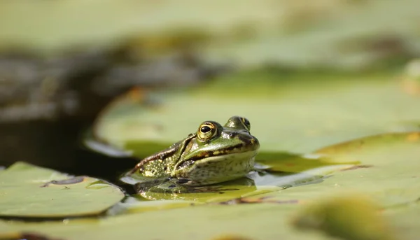 pond frog (pelophylax esculentus) with aphid on the nose between lily pads