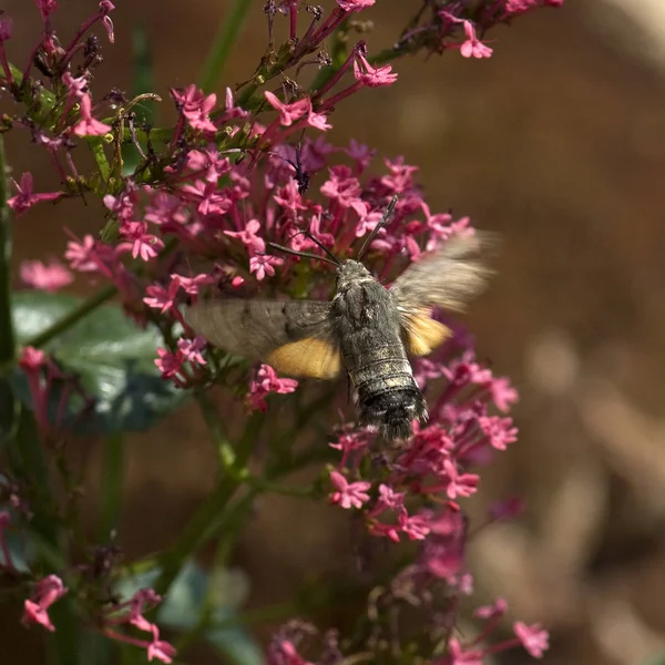 Nahaufnahme Von Schönen Bunten Schmetterling — Stockfoto