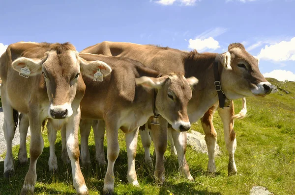 Vacas Prado Verão — Fotografia de Stock