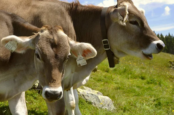 Krávy Farmě — Stock fotografie