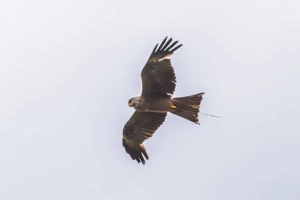 Schwarzmilan Flug — Stockfoto