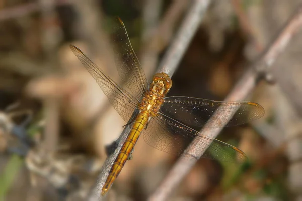 Closeup Macro View Dragonfly Insect — Stock Photo, Image