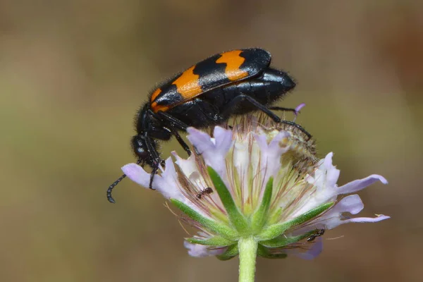 Closeup View Insect Nature — Stock Photo, Image