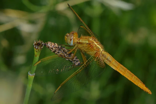 Vue Macro Rapprochée Insecte Libellule — Photo