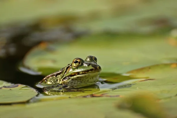 Teichfrosch Pelofilax Esculentus Mszycą Nosie Między Płatkami Lilii — Zdjęcie stockowe