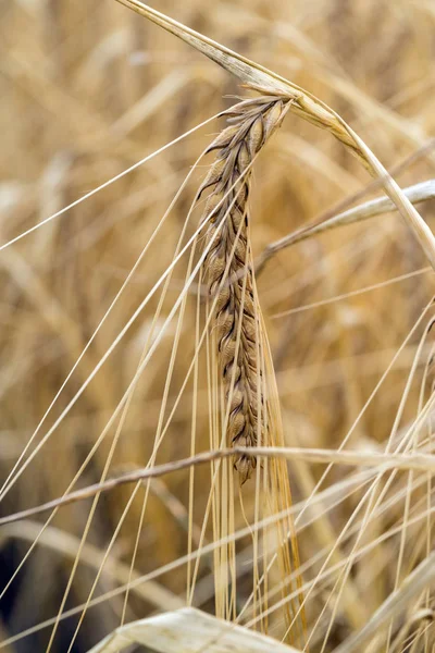 Cerca Cereales Cultivo Agrícola Campo —  Fotos de Stock