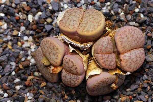 Lithops Pseudotruncatella Живые Камни Намибии — стоковое фото