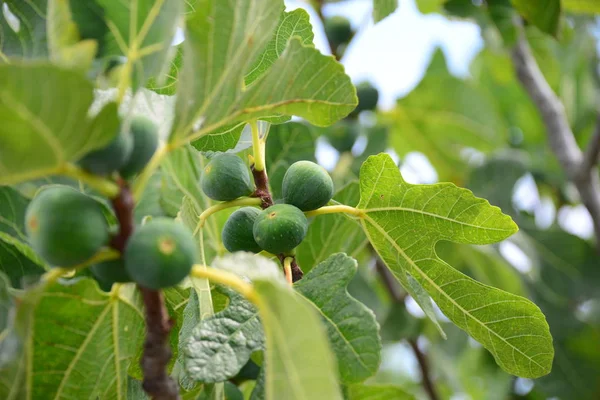 Feigen Baum Grüne Blätter Und Früchte — Stockfoto