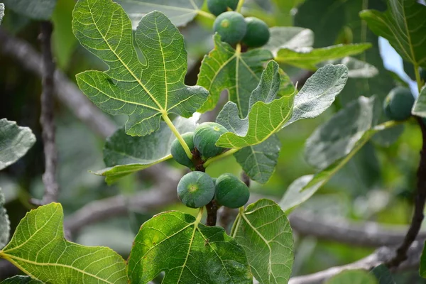 Figi Drzewie Liście Zielone — Zdjęcie stockowe