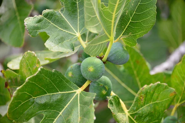 Figi Drzewie Liście Zielone — Zdjęcie stockowe