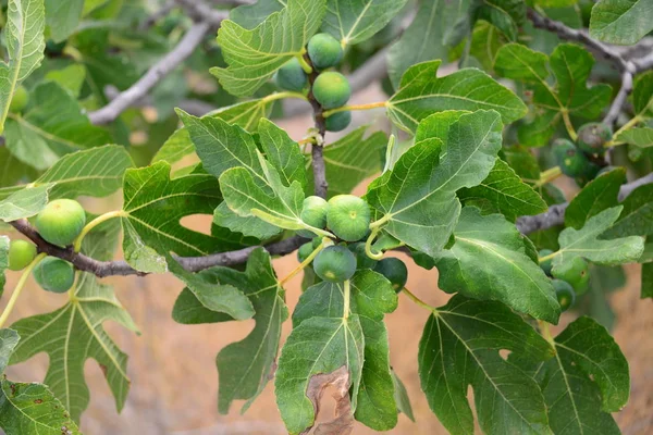 Feigen Baum Grüne Blätter Und Früchte — Stockfoto