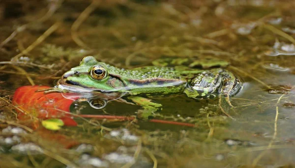 Swimming Pond Frog Pelophylax Esculentus — Stock Photo, Image