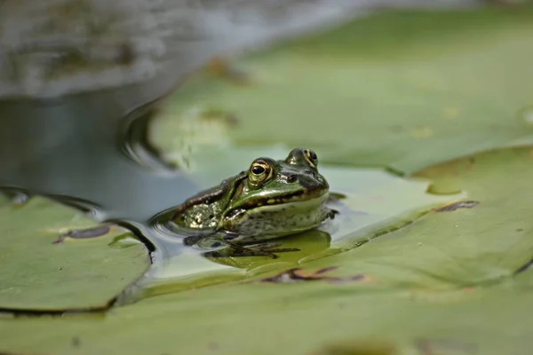 Jezírková Žába Pelophylax Esculentus Mezi Liliovými Polštářky — Stock fotografie